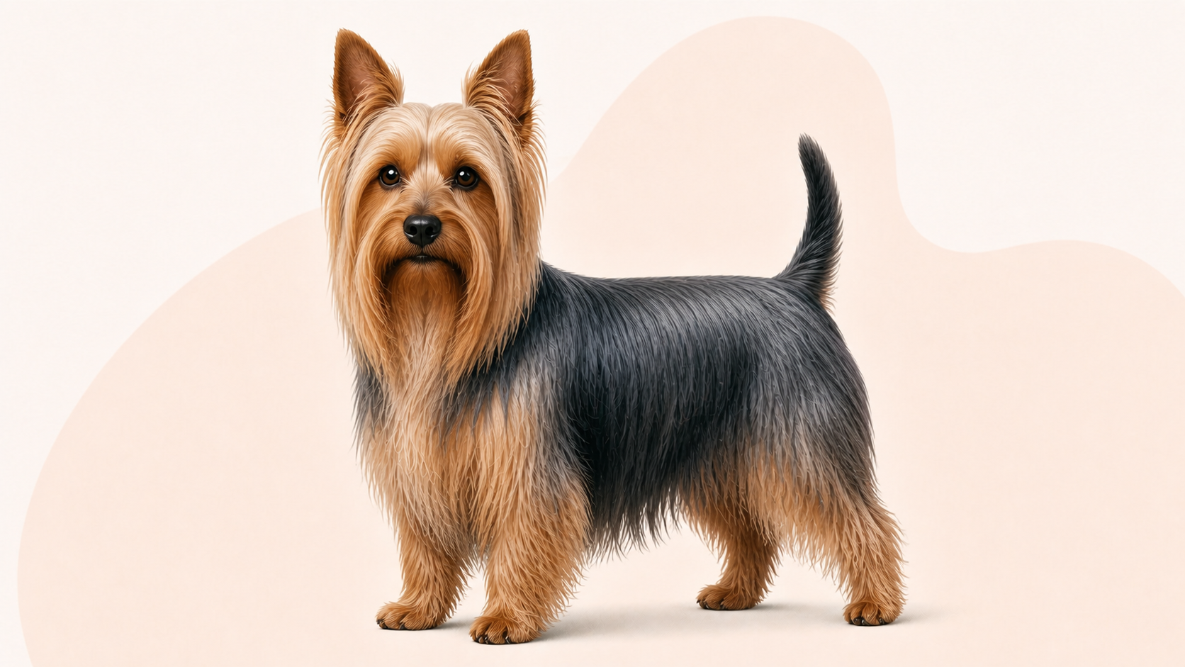 Silky terrier